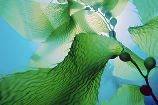 Why Sustainable Lingerie Matters